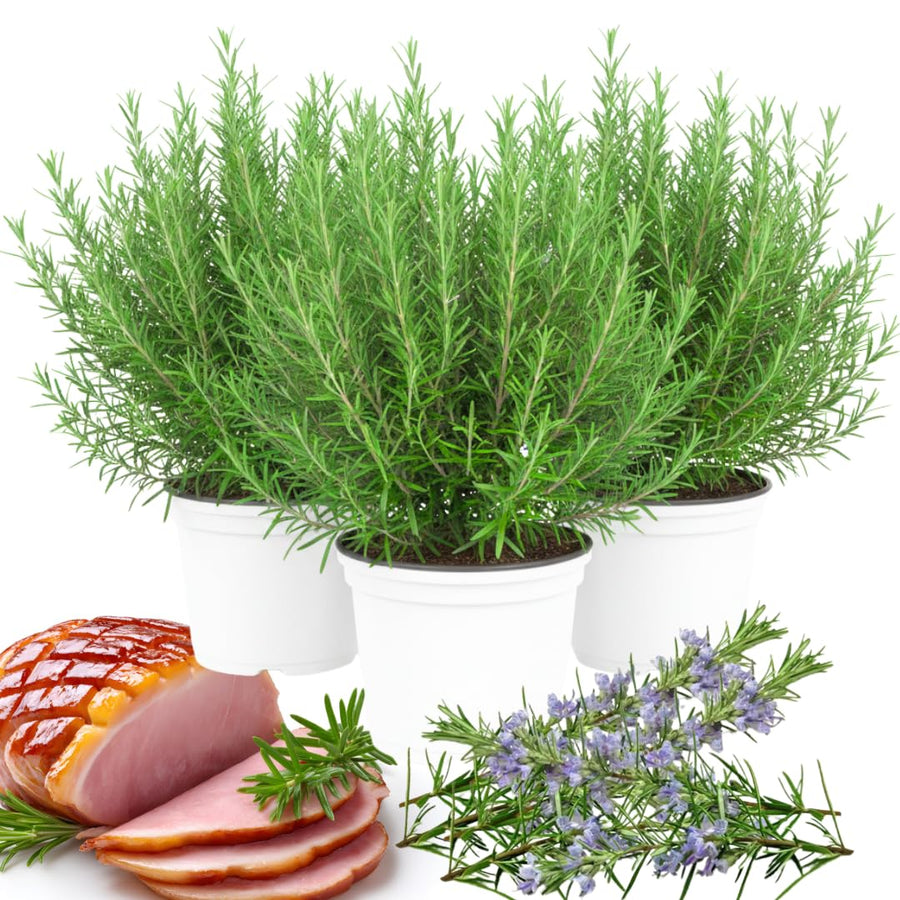 Indoor 10" Rosemary Plants Live in 4" Pot, Rosemary Bush for Indoors Outdoor Planting, Well-Rooted and Fragrant
