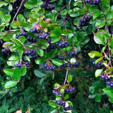 Huckleberry Plant Live in 4'' Pot, Sweet Black Huckleberry Bushes Live Plants 4-7 Inches, Outdoor Planting