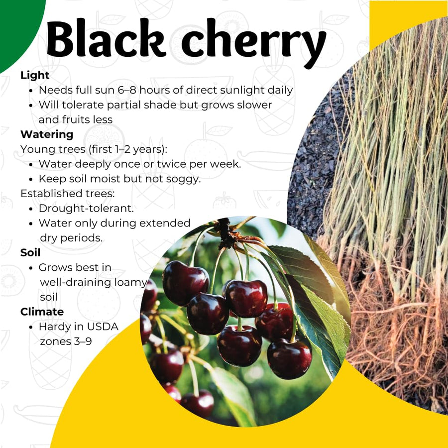 Set 4 Black Cherry Trees Live Plants 1-2 Feet Tall, Large Dark Black Cherry Plant Live, Sweet Cherry Fruit Tree, Bareroots, No Leaves, Dormant