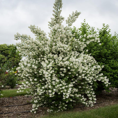 Mock Orange Shrub Live Plant in Pot, Philadelphus White Flower Tree Plants,1 Year Old Plant, Fragrant, No CA