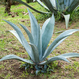 Pack 4 Agave Plants Live, Blue Agave Century Plant, 3 to 5 Inches Tall, Hardy Succulent Plant for Indoor Outdoor Growing