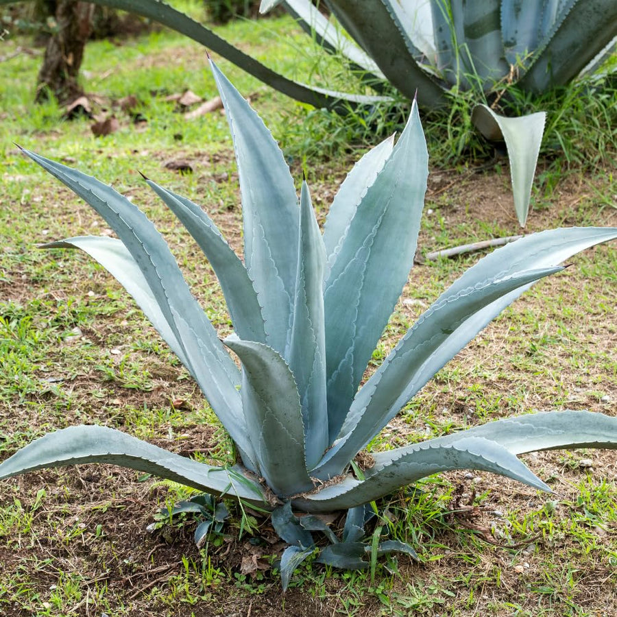 Pack 4 Agave Plants Live, Blue Agave Century Plant, 3 to 5 Inches Tall, Hardy Succulent Plant for Indoor Outdoor Growing