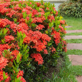 Set 4 Orange Red Ixora Plants Well Rooted, Ixora Flowering Shrub Plugs 3-5 Inches, Tropical Ixora Bush for Growing