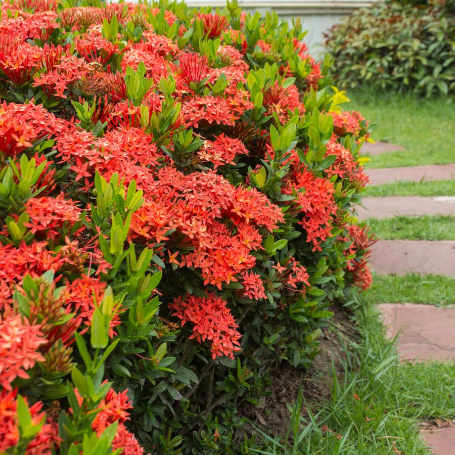 Set 4 Orange Red Ixora Plants Well Rooted, Ixora Flowering Shrub Plugs 3-5 Inches, Tropical Ixora Bush for Growing
