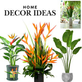 Set 2 Orange Bird of Paradise Plants Live, Strelitzia Reginae Live Plant, Established Roots, 5 Inc to 1 Feet Tall, No Pot