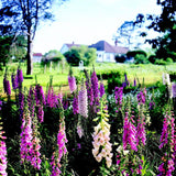 Set 6 Mixed Foxglove Plants Live, in 3" Pots, Hardy Perennial Foxgloves Flowers for Outdoor Garden Planting