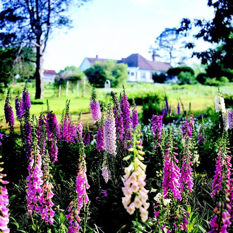 Set 6 Mixed Foxglove Plants Live, in 3" Pots, Hardy Perennial Foxgloves Flowers for Outdoor Garden Planting