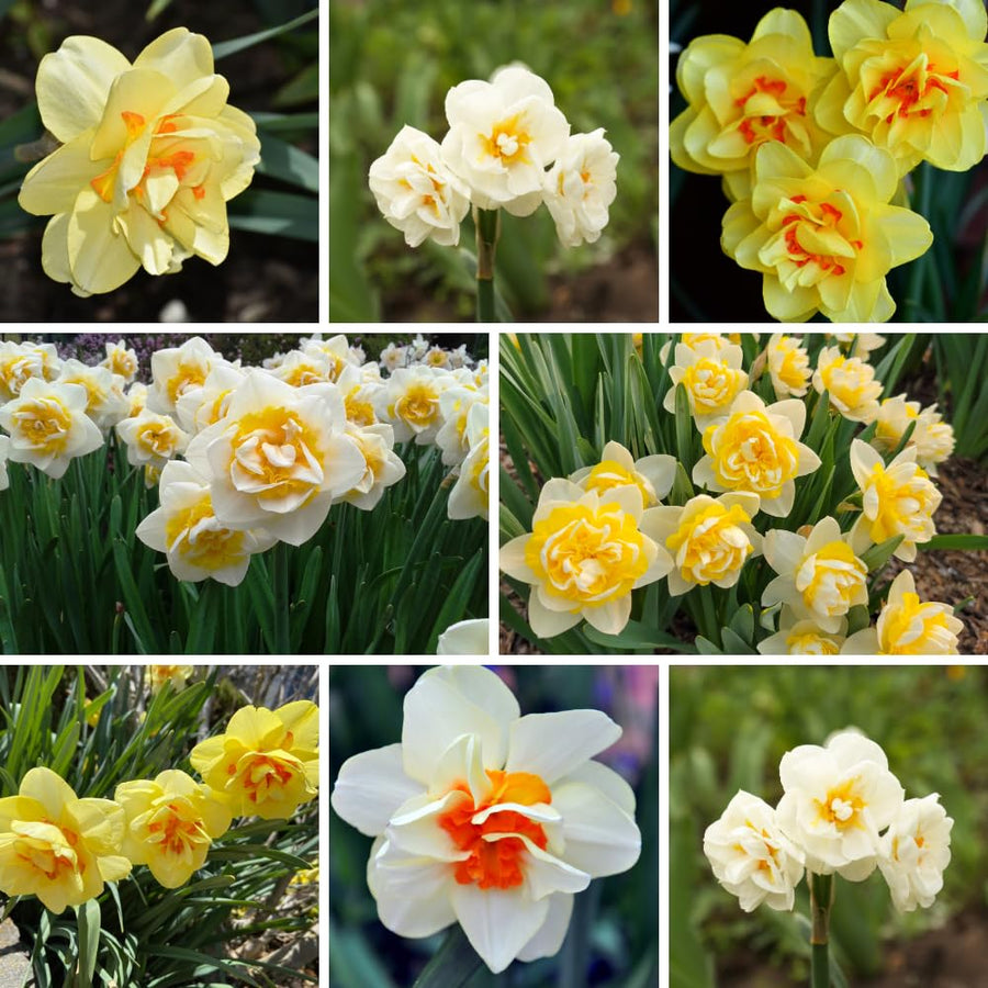 Pack of 10 Daffodil Bulbs, Mixed Daffodils, Hardy Spring Flower Bulbs for Outdoor Garden