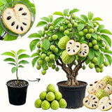 Cherimoya Tree Live Plant, Large Cherimoya Plant for Outdoor Planting, Sweet Fruit Tree, Ready to Bear Fruit, 4-6 Inches Tall