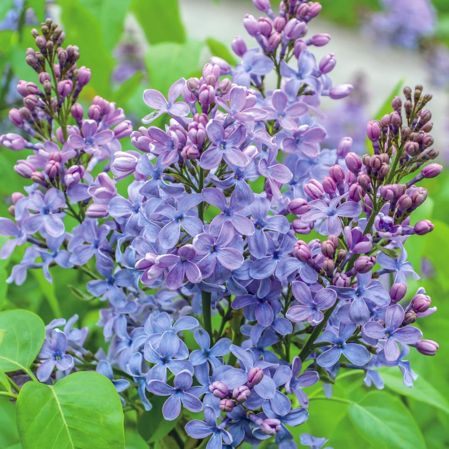 Double Lavender-Blue Lilac Bush Live Tree Plant, 1 Year Old Tree for Planting, 6 to 12 Inches in Tall, Hardy Shrub, Dormant in Winter