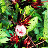 9 Months Old Sabdariffa Red Roselle Hibiscus Live Plant, 8–12" Tall in Half Gallon Pot, Red Sorrel Jamaica Tree, Ready to Grow Spring