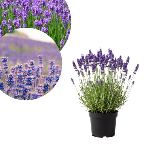 Lavender Live Plant 4″ Pot, Fragrant Purple Blooms, Outdoor and Container Growing, Zones 8–11 (Hidcote Blue)