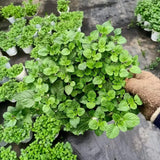 Orange Mint Plant in 3.5'' Pot, Fragrant, Hardy, Perennial Herbs for Planting Indoor Outdoor