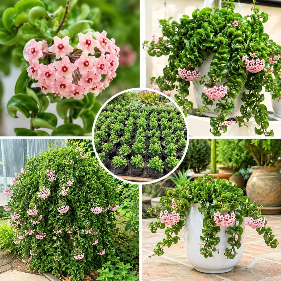 Hoya Hindu Rope Plant, Hoya Plants Live Houseplants, 4 Inch Pot, 4-7 Inches Tall, Trailing Houseplant for Indoor Décor and Hanging Baskets