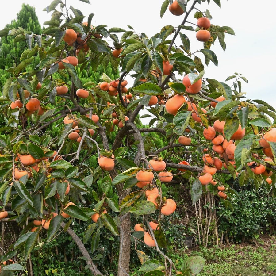 02 Persimmon Trees Live Plants Bare Root, 1–2 Ft Tall Fruit Tree Plants, Hardy Persimmon Trees for Outdoor Garden Growing Spring
