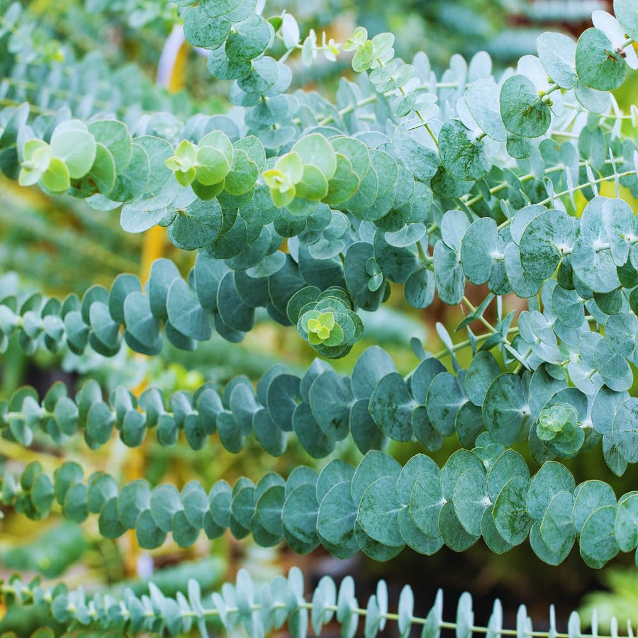 Eucalyptus Tree Plant Live Indoor, Baby Blue Eucalyptus Live Plant Without Pot, 5 to 7 Inches Tall Size Plants