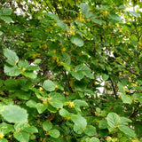 Live Witchhazel Tree Plant 12-16 Inch Tall for Yard and Outdoor Planting, Yellow Witch Hazel Plant, Bareroot Plant