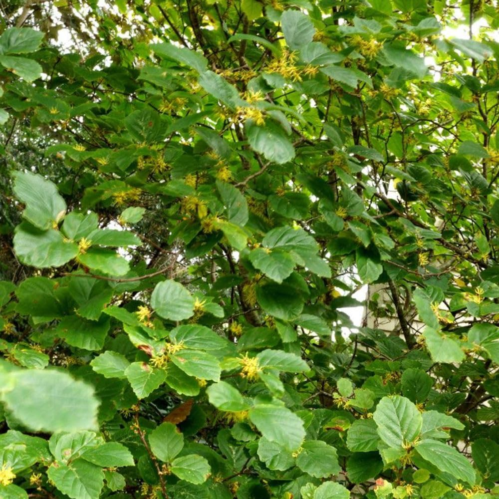 Live Witchhazel Tree Plant 12-16 Inch Tall for Yard and Outdoor Planting, Yellow Witch Hazel Plant, Bareroot Plant
