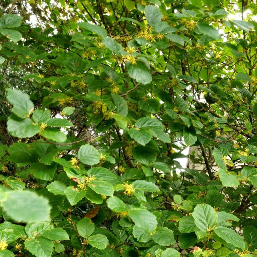 Live Witchhazel Tree Plant 12-16 Inch Tall for Yard and Outdoor Planting, Yellow Witch Hazel Plant, Bareroot Plant