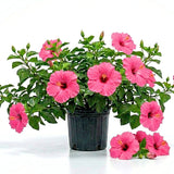 Pink Hibiscus Plant Live, Hardy Hibiscus Plants Live 5-7 Inches Tall, Vibrant Blooming Flower, Well-Rooted Plant for Home Garden Indoor Outdoor