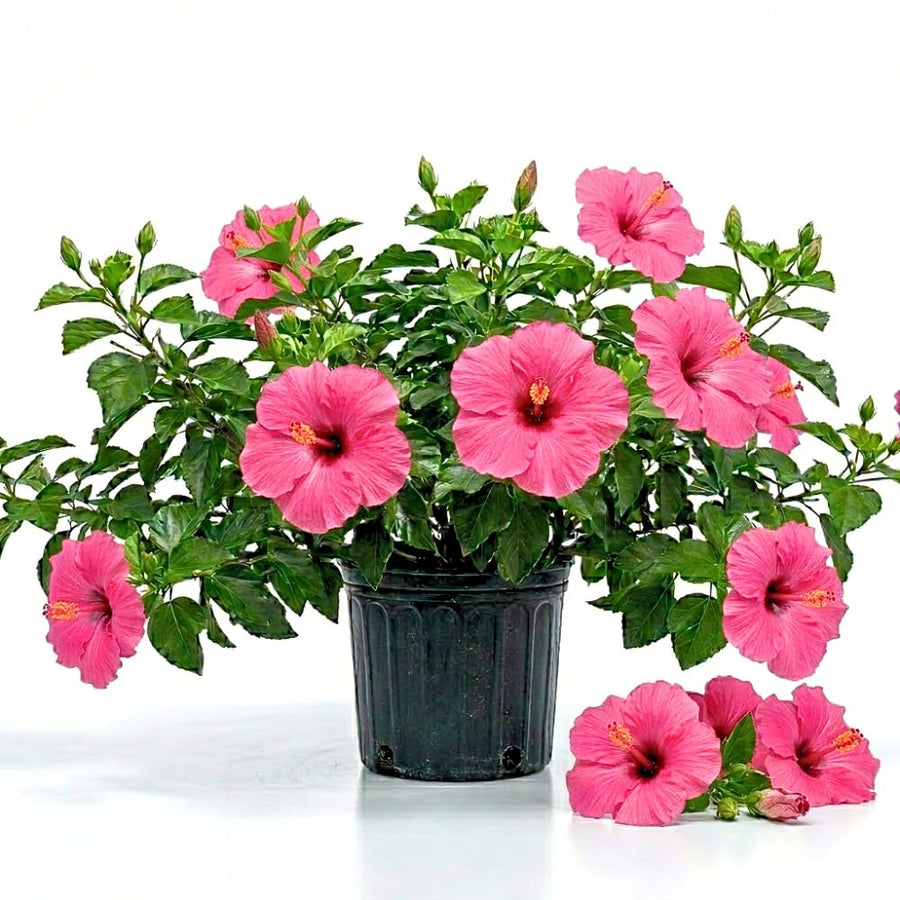 Pink Hibiscus Plant Live, Hardy Hibiscus Plants Live 5-7 Inches Tall, Vibrant Blooming Flower, Well-Rooted Plant for Home Garden Indoor Outdoor