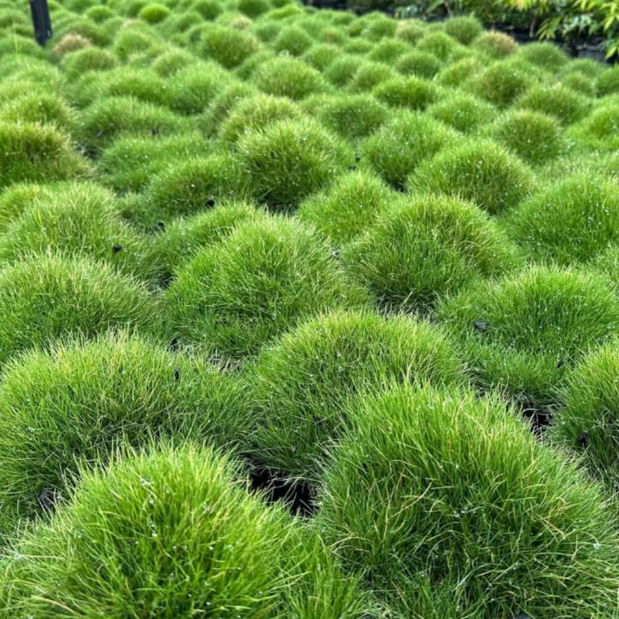 10000 Emerald Zoysia Grass Seed for Garden, Zoysia Grass Seeds, Ideal for Yard, Backyard Landscaping