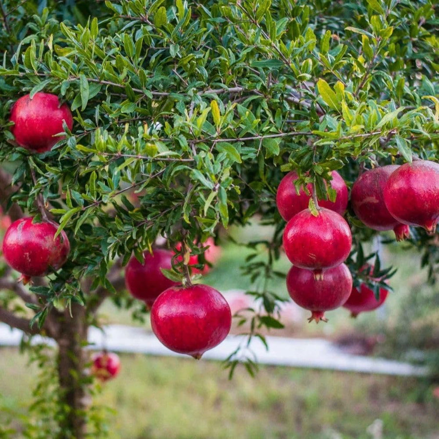 Sweet Pomegranate Live Plant 8-10 Incch Tall, 4 Inches Pot, Red Pomegranate Plants Live, Edible Fruit Bearing Tree for The Patio and Garden