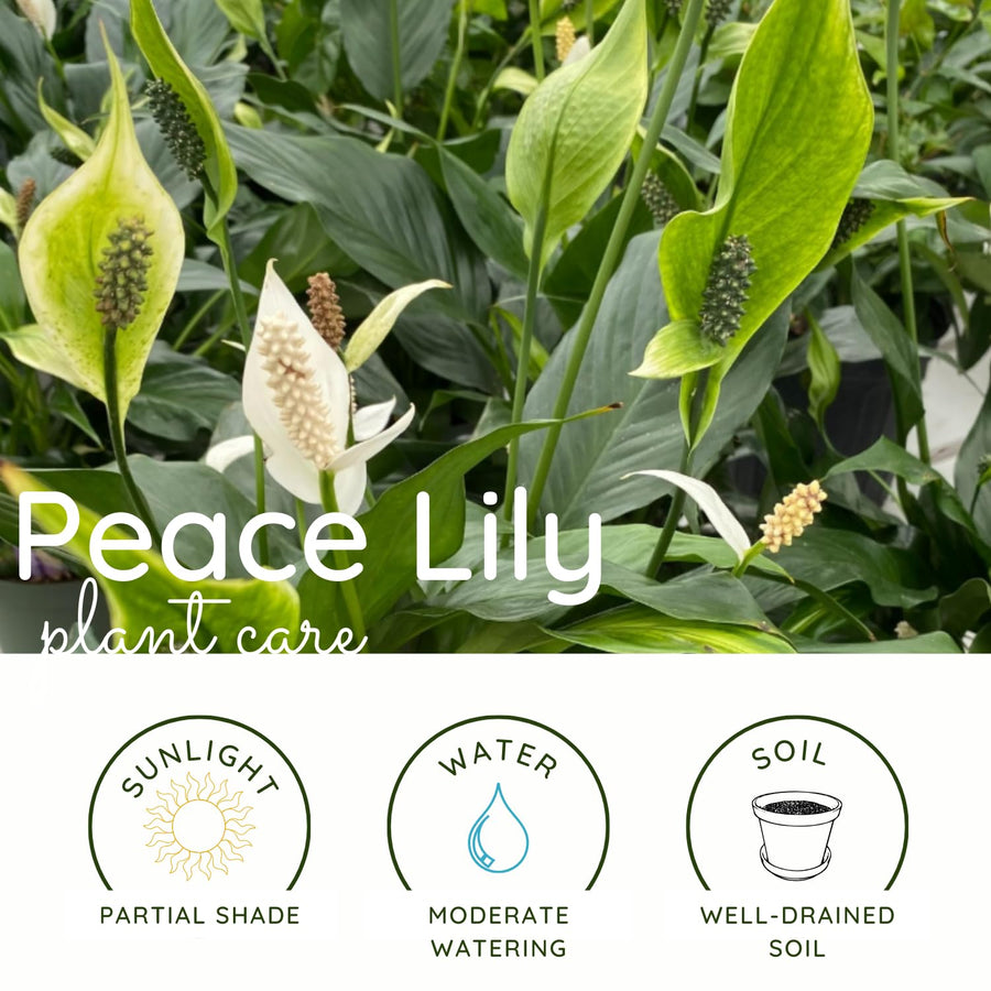 Peace Lily Plant Live, 4-6'' Tall, White Flower Indoor Houseplant, Outdoor for Growing, No Pot