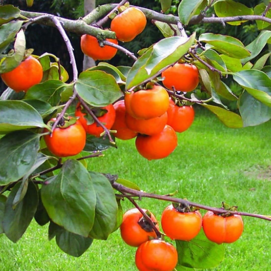 2 American Persimmon Trees Live Plants Seedlings, 1 Year Old, 7 to 14 Inches Tall, Dormant in Winter, Persimmon Fruit Tree, Cold Hardy