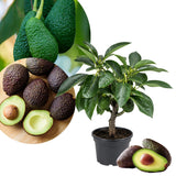 HASS Avocado Plant Live 8-10'' Tall, Cold Hardy Avocado Tree Seedlings Ready to Grow, Tropical Fruit Tree for Outdoor Growing