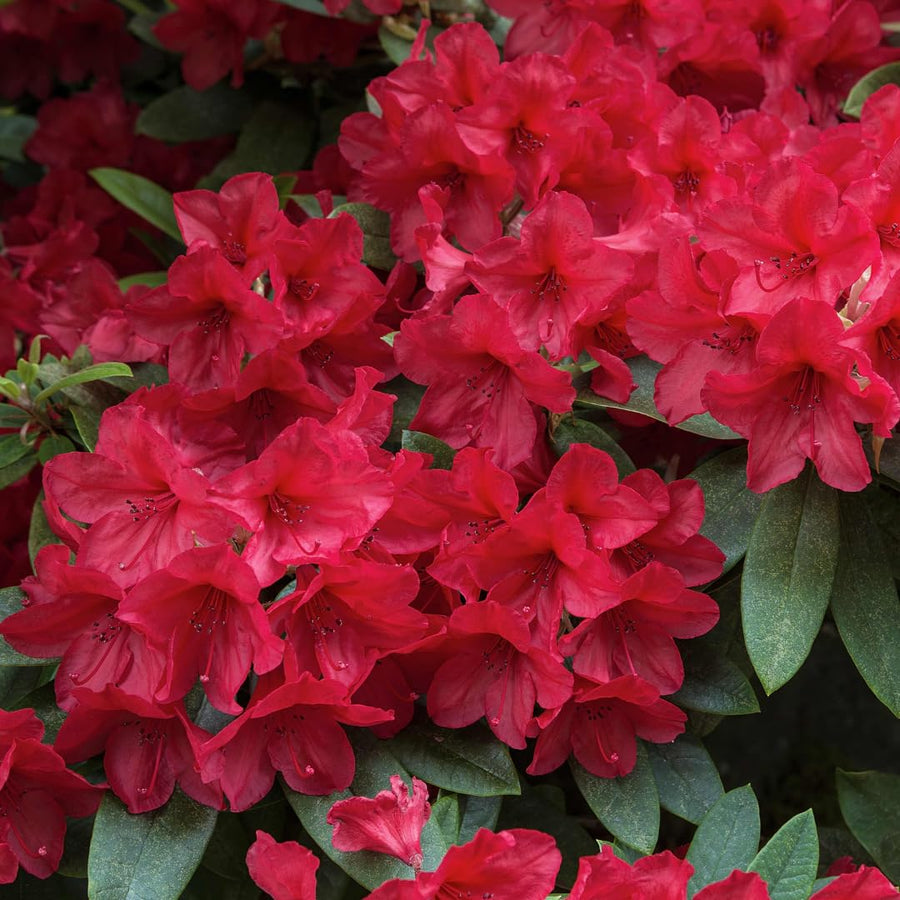 Live Red Azalea Plant, Cold Hardy Azalea Plant, Reblooming Flowering Azalea Shrub, Rhododendron Like, Azalea Bush for Outdoor Gardening