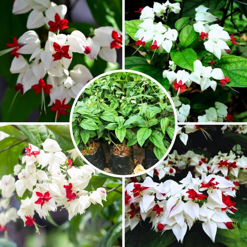 2 White Bleeding Heart Vine 5 to 9 Inch Tall, Clerodendrum Bleeding Heart Plants Live Well Rooted, Ornamental Flowers