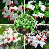 Bleeding Heart Plant Live for Growing in 4 to 9 Inch Height, Clerodendrum Bleeding Heart Live Plant Well Rooted Indoor Outdoor, Bleeding Heart Vine (White Bleeding Heart)