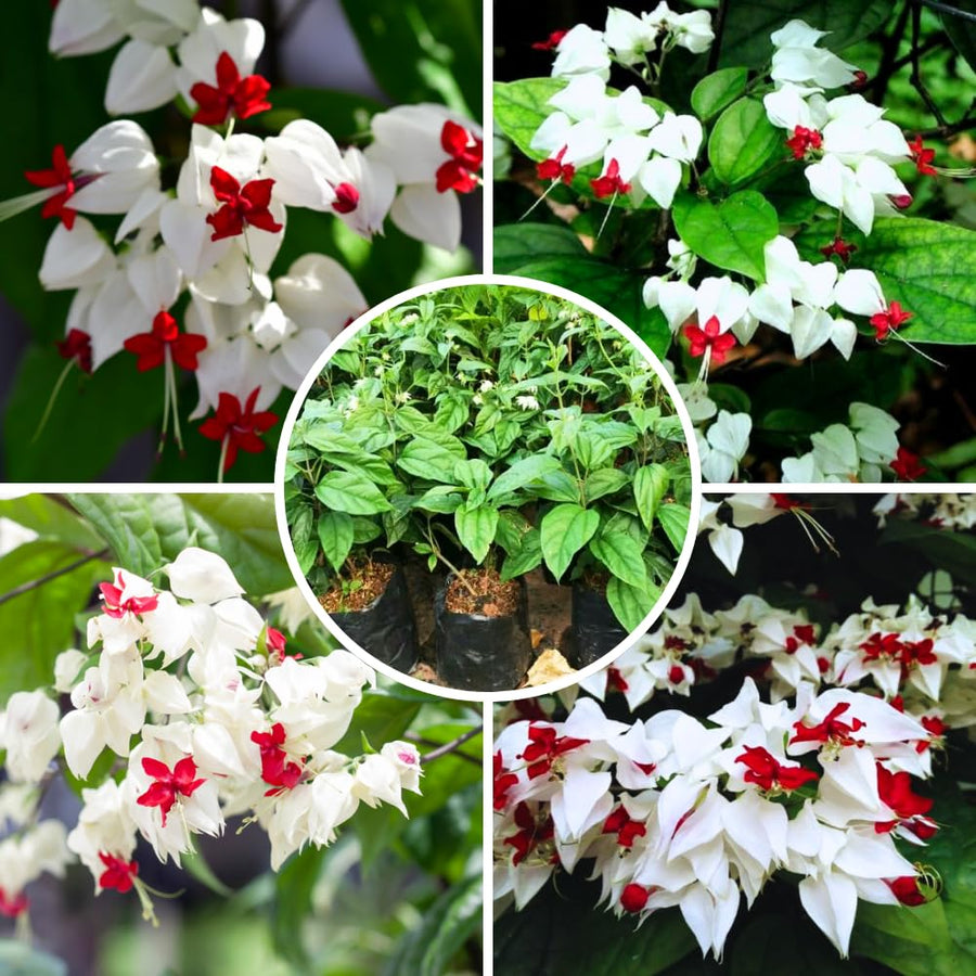 Bleeding Heart Plant Live for Planting, Clerodendrum Bleeding Heart Vine Well Rooted 5 to 9 Inch Tall (White Bleeding Heart)