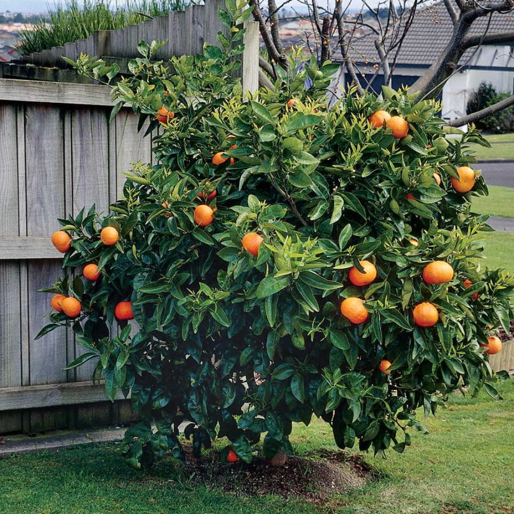 Navel Orange Tree Live Plant, 3-4 Feet Tall Grafted Citrus Tree, Sweet Seedless Orange Fruit Tree for Outdoor Planting
