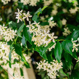 Star Jasmine Plant Live, Green Jasmine Live Plant, Fragrant Flower Plants from 10 Inches Tall, 3 Inc Pot