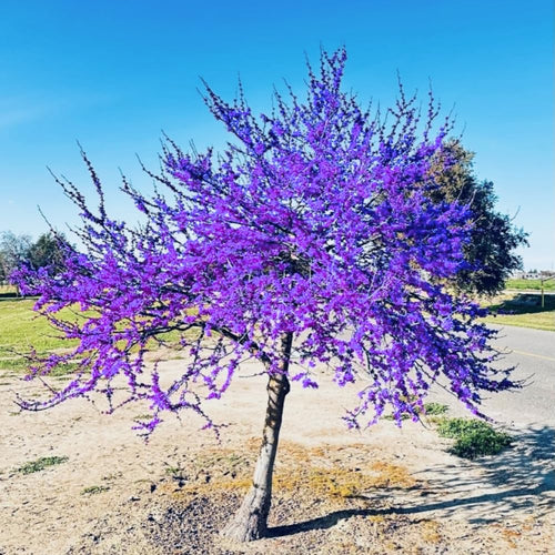 2 Redbud Trees Live Plants Seedlings, Dormant 6 to 14 Inches Tall for Outdoor Blooms, Purple Flowers, American Eastern Red Bud Tree