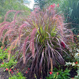2 Mixed Fountain Grass Live Plants, Perennial Grass Clumps for Outdoor Landscaping Growing, Ornamental Grasses Ready to Grow 4-9 Inches