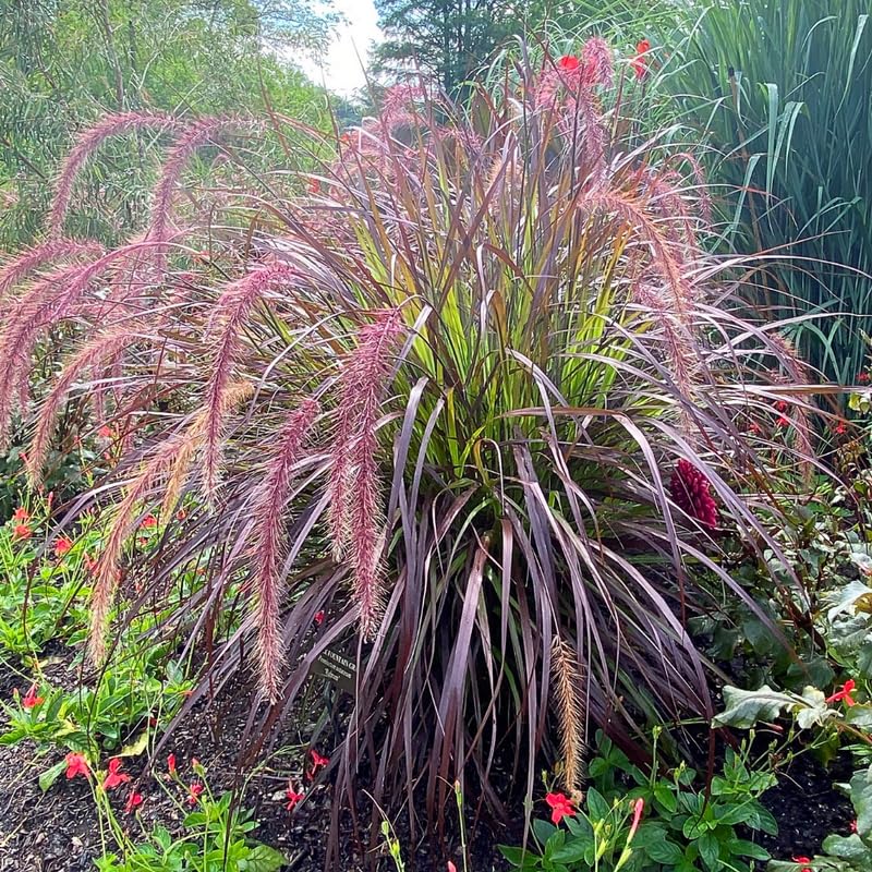2 Mixed Fountain Grass Live Plants, Perennial Grass Clumps for Outdoor Landscaping Growing, Ornamental Grasses Ready to Grow 4-9 Inches