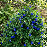 100 Butterfly Pea Seeds for Planting, Butterfly Pea Seed, Blue Flower Climbing Vine Seeds