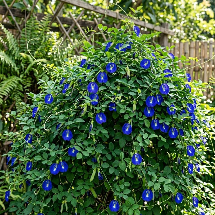 100 Butterfly Pea Seeds for Planting, Butterfly Pea Seed, Blue Flower Climbing Vine Seeds
