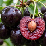 2 Black Cherry Plants Live 1-2 Feet Tall, Sweet Cherry Trees Live Plant, Cherry Live Plant Fruit Tree, Cherry Tree Plant