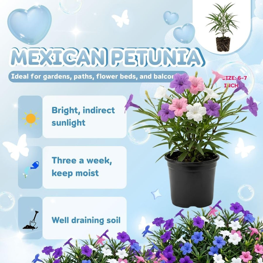 Pack 2 Mexican Petunias Live Plants, Mixed Colors Petunias Plant 4-8" Tall, 3 Plants Per 4" Pot, Vibrant Flowers for Outdoor Gardens