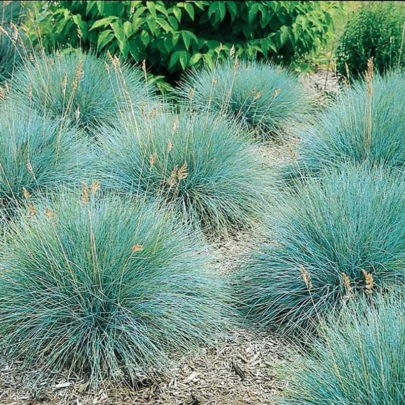 Festuca Blue Fescue Ornamental Grasses Live Plants Perennial, 5-8" Tall, Live Grass Plant for Planting