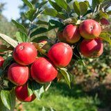 Red Delicious Apple Tree Live Plant for Planting, 1.5-2 Feet Height, Apple Plant Live for Planting, Live Apple Tree Plant, Bareroot