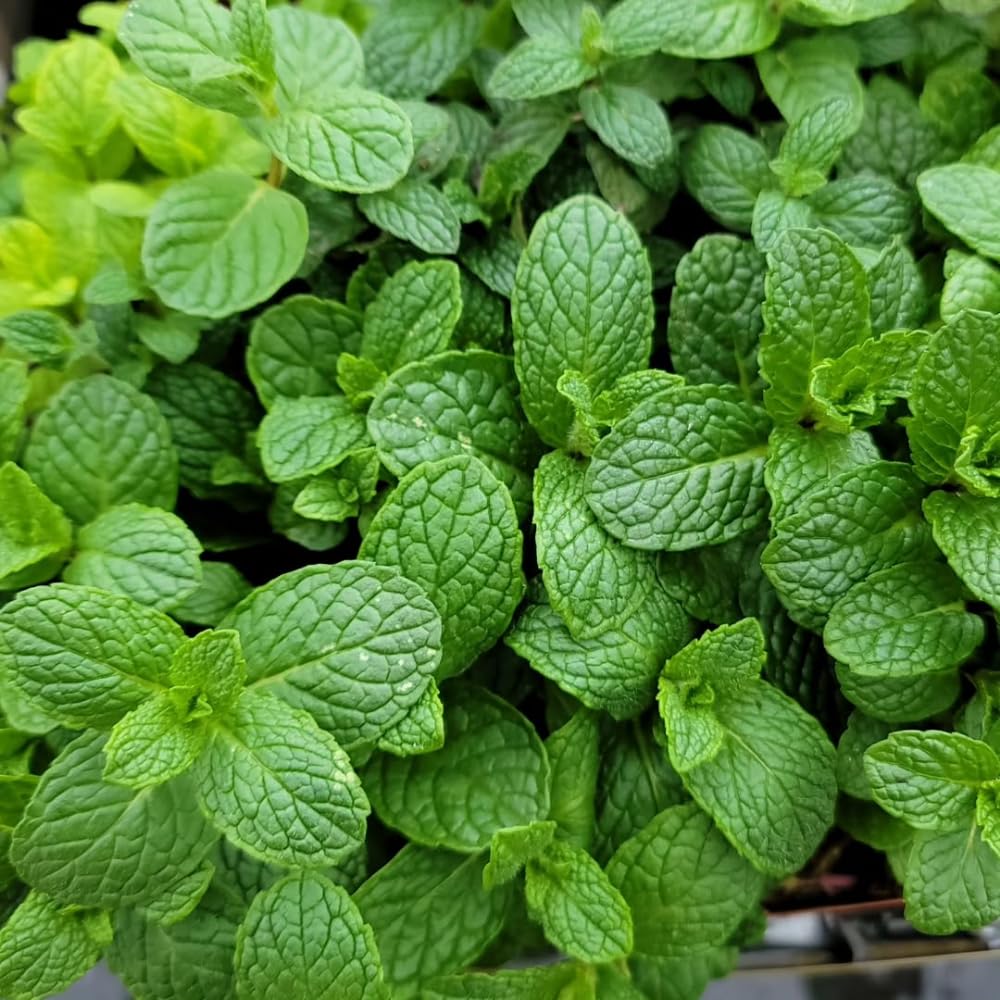 Mojito Mint Live Plant, Well Rooted Mint Herb in 3.5 Inch Pot, Gardens and Containers Growing