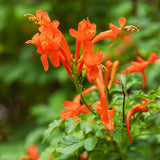 Orange Honeysuckle Plant Live 4'' Pot, Fragrant Perennial Honeysuckle Vine Live Plant, 6-8'' Tall Starter Plant for Planting