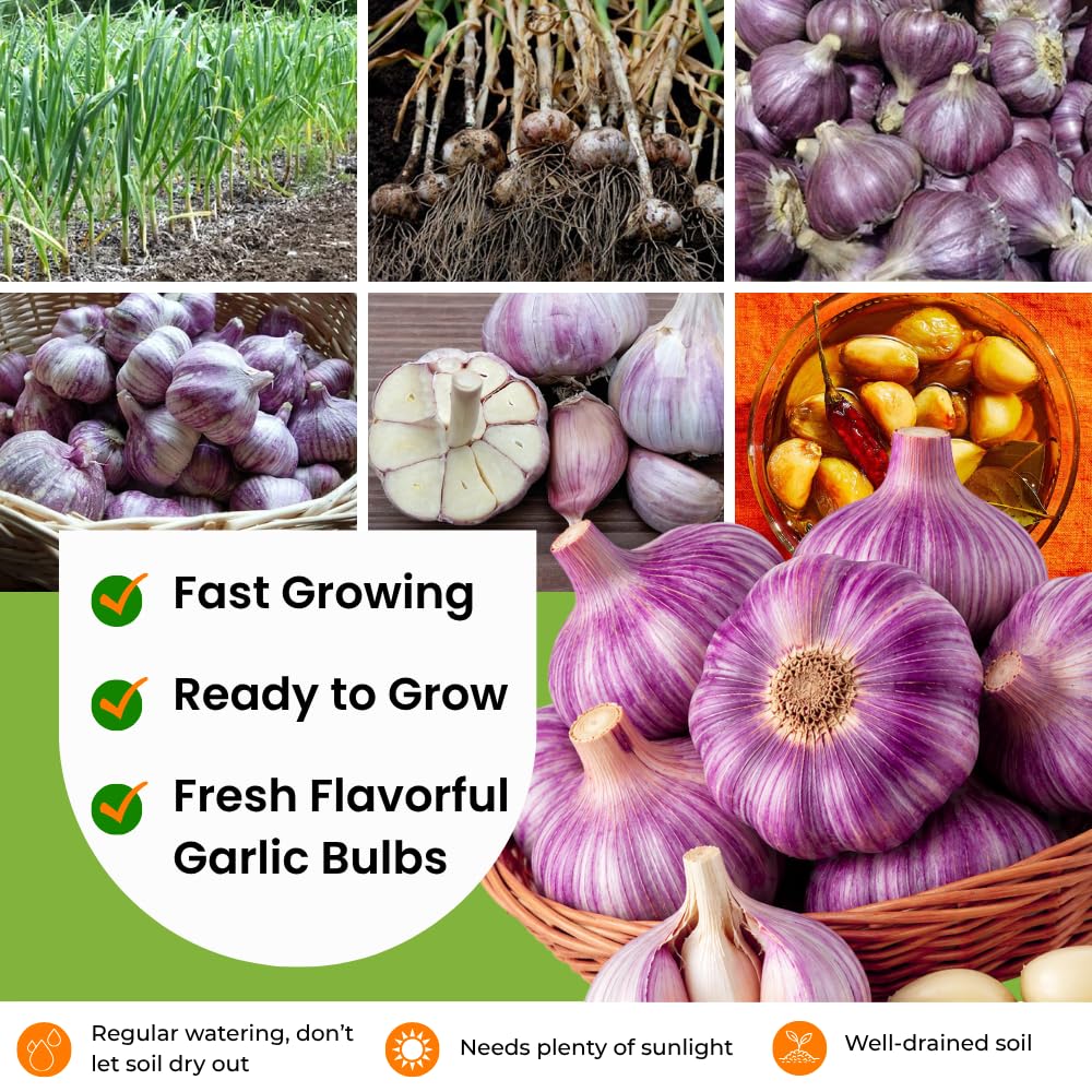3 Jumbo Purple Garlic Bulbs for Planting, Heirloom Hardneck Seed Garlic, Cold Hardy, High Yield Garden Variety