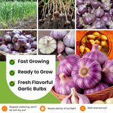 3 Jumbo Purple Garlic Bulbs for Planting, Heirloom Hardneck Seed Garlic, Cold Hardy, High Yield Garden Variety