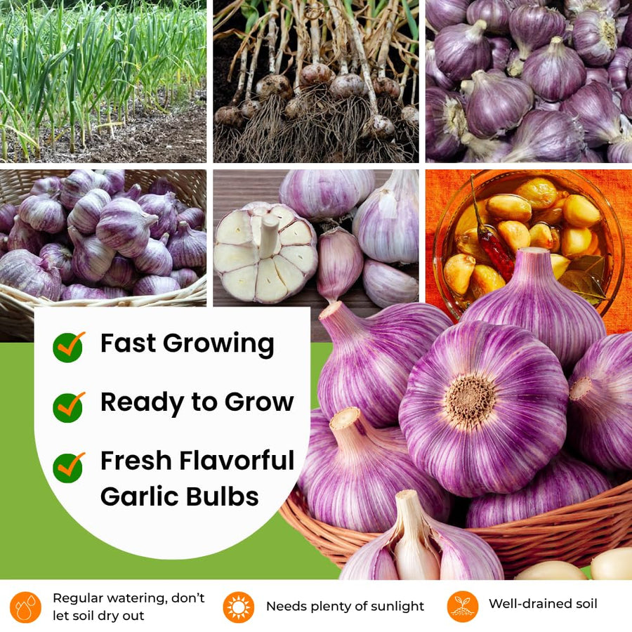 3 Jumbo Purple Garlic Bulbs for Planting, Heirloom Hardneck Seed Garlic, Cold Hardy, High Yield Garden Variety